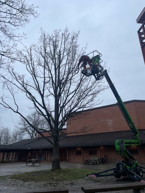 Trepleie og beskjæring